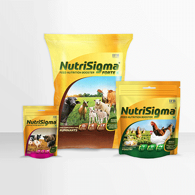 https://www.old.wysiwyg.co.in/sites/default/files/worksThumb/IFB-Agro-Nutrisigma-Pig-Poutry-Ruminant-Leaftlet-POS-Web-Jan-2024.gif