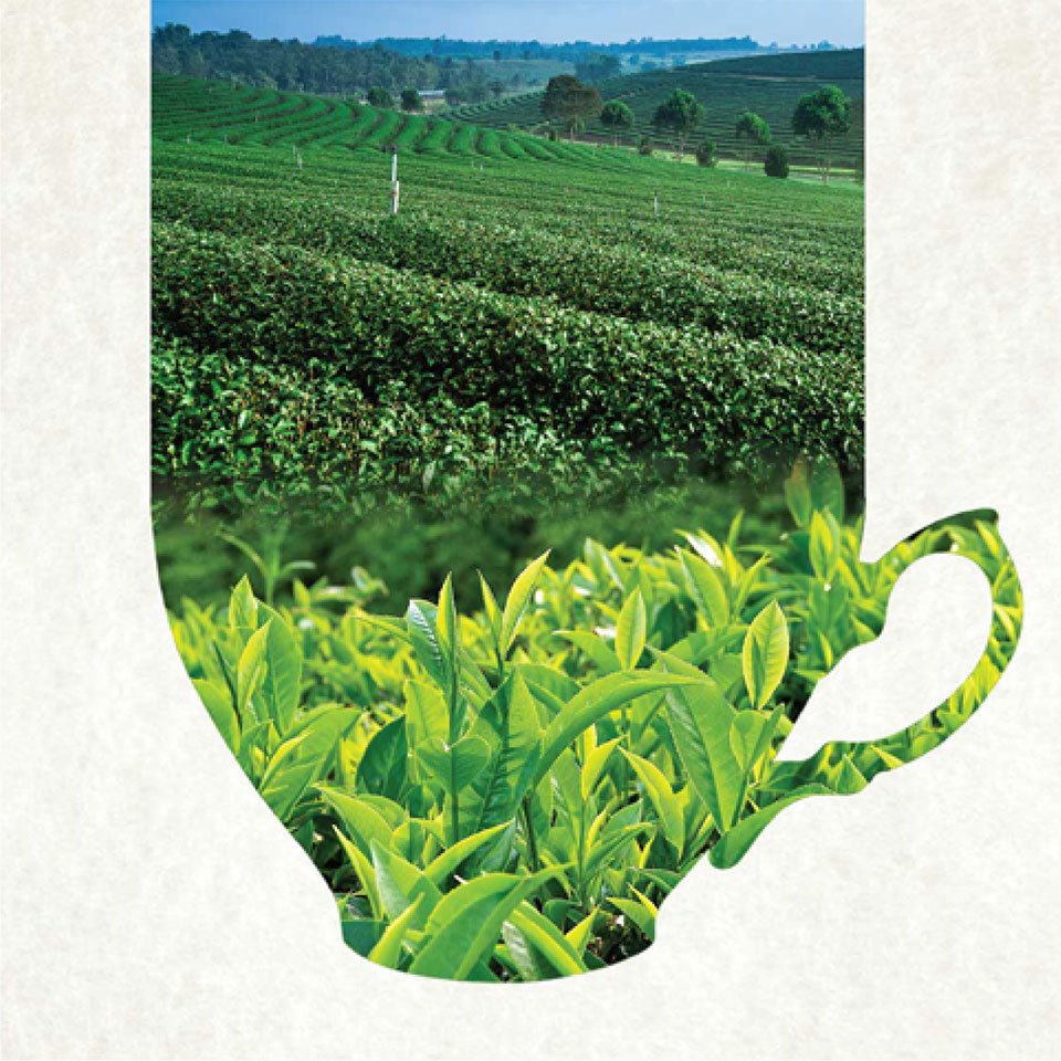 https://www.old.wysiwyg.co.in/sites/default/files/worksThumb/Teloijan-2015-tea-brochure-corporate-profile-a4-03_0.jpg