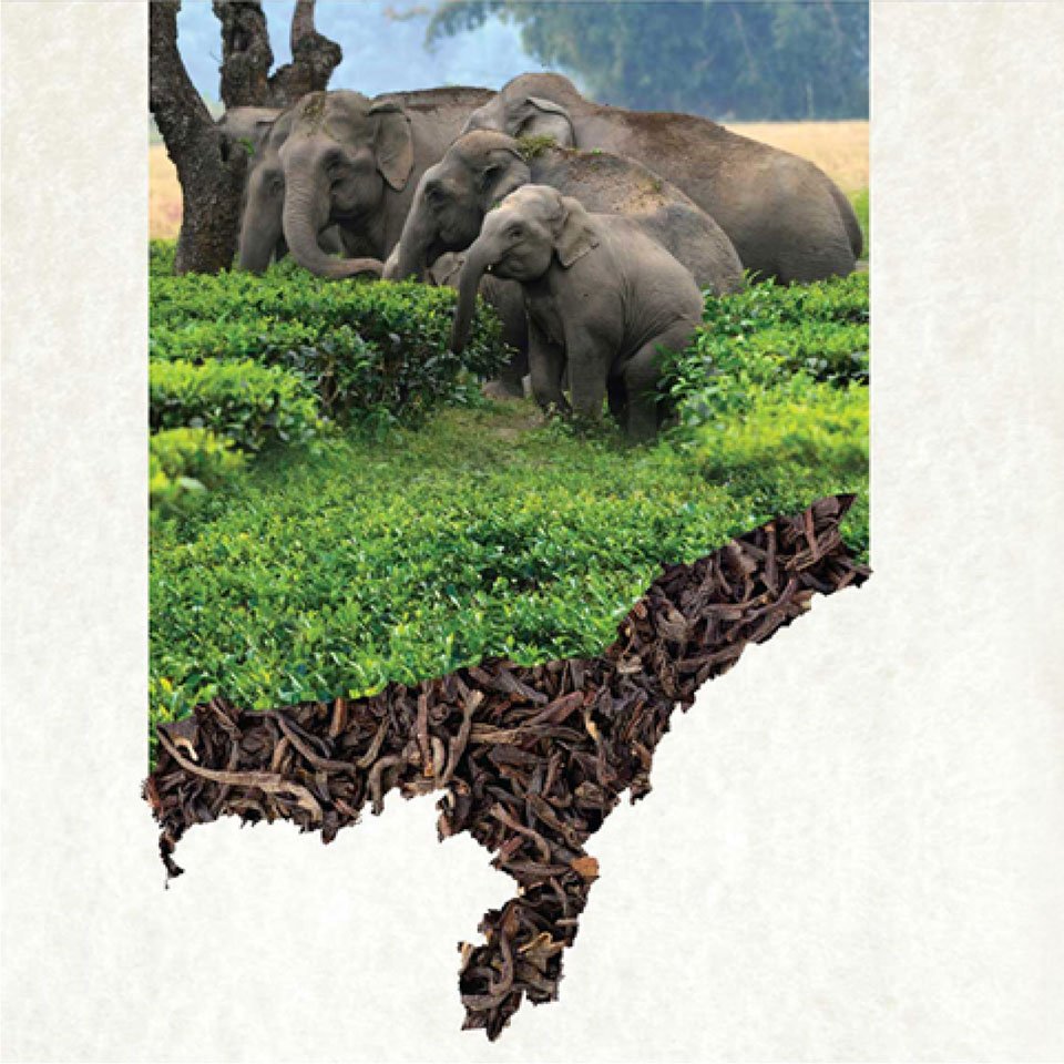 https://www.old.wysiwyg.co.in/sites/default/files/worksThumb/Teloijan-2015-tea-brochure-corporate-profile-a4-04.jpg